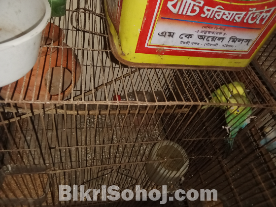 বারজিগার পাখি